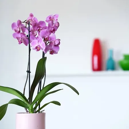 Comfort Style Apartment *