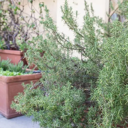 Sempione Split-level Terrace - Collection דירה *