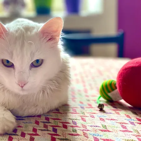 Casa Sofia Design & Cat * מילאנו
