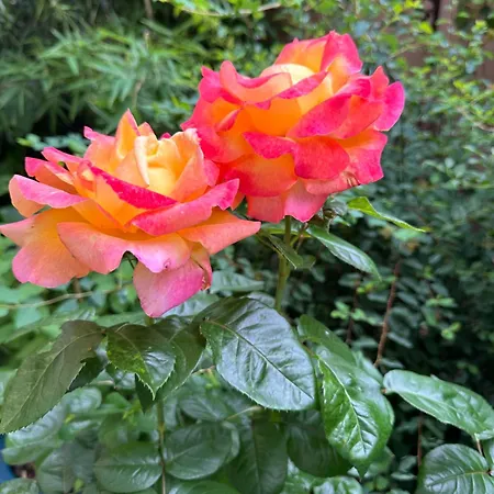 Fontana 16 4* Milão