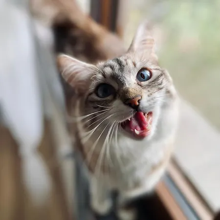Bed & Breakfast The Luxory Cat *