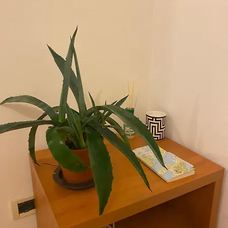 Delizioso Citta Studi *