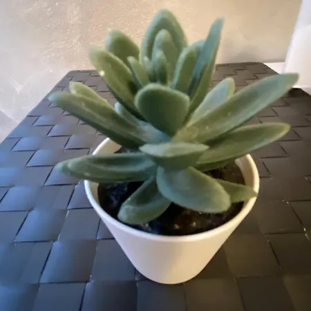 Elegant Appartament Apartamento *