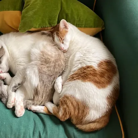 Ubytování v soukromí Niyang