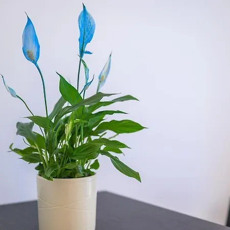 St Laurent - Citta Studi * Milaan