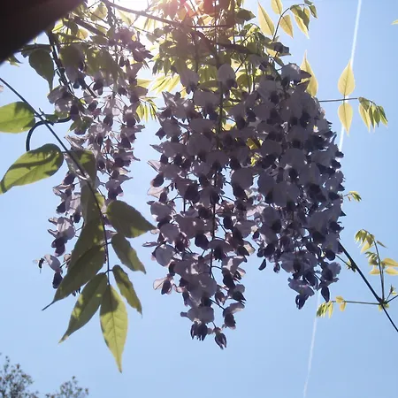 벨 시트 밀라노