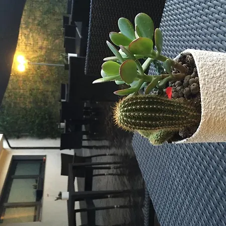 酒店 阿卡宫殿酒店 4*