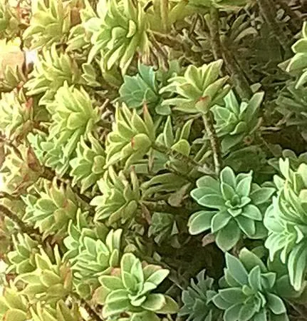 La Rondine * Milánó