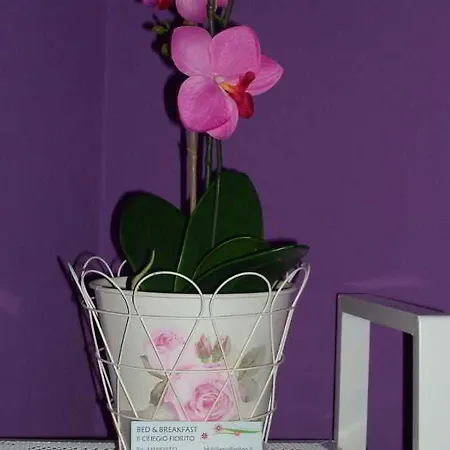 Il Ciliegio Fiorito 2* 솜마롬바르도