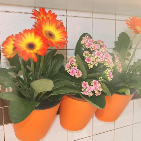 Lotus Bed & Breakfast