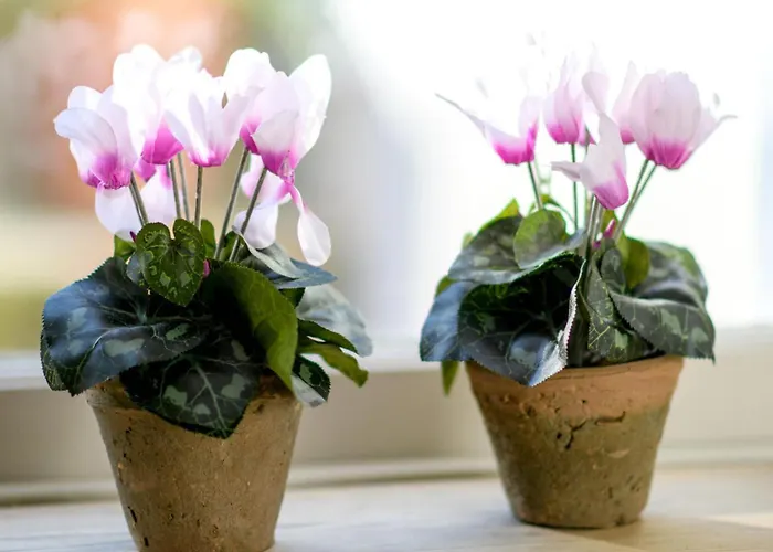 アパート 22cap *