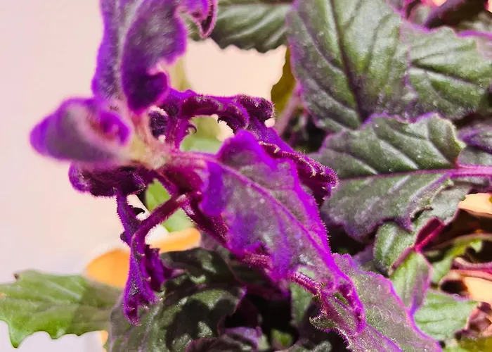 Crocetta 67 - Penthouse Daire