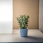 Shortmi Canonica Apartament *