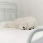 The Igloo فيلة *