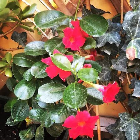 Apartman Nido Dell'aquila - In Porta Romana *