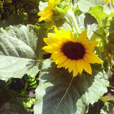 Nido Dell'aquila - In Porta Romana Apartman