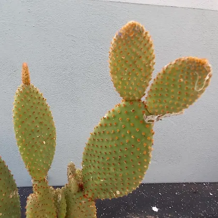 Affittacamere Villino Liber