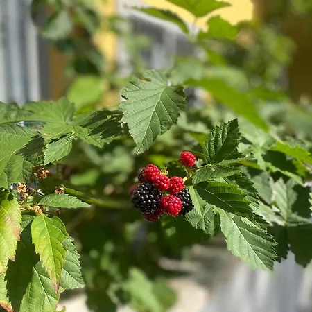 Navigli Downtown Cocco House Appartement