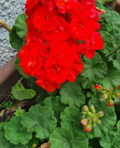 Cesena3 Appartamento