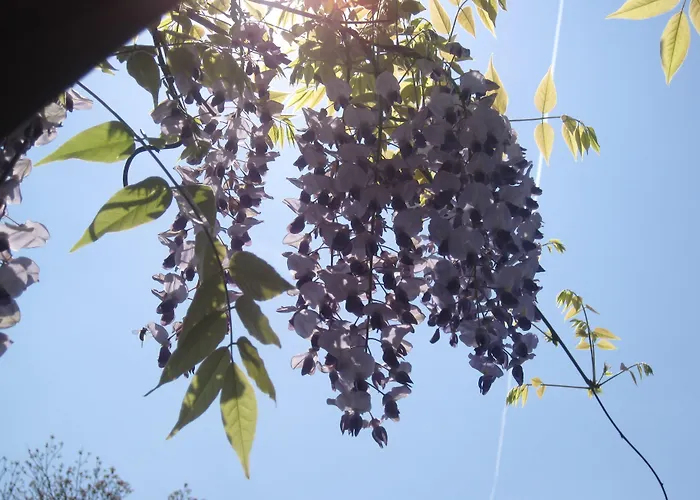 Bel Sit מילאנו