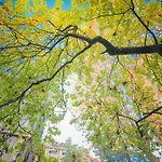 The Grove * 밀라노