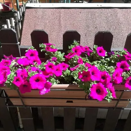 Casa Fiorita Bed & Breakfast