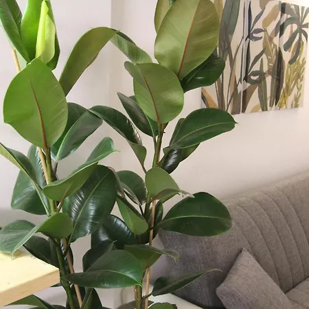 Bamboo Pastorelli Appartement *