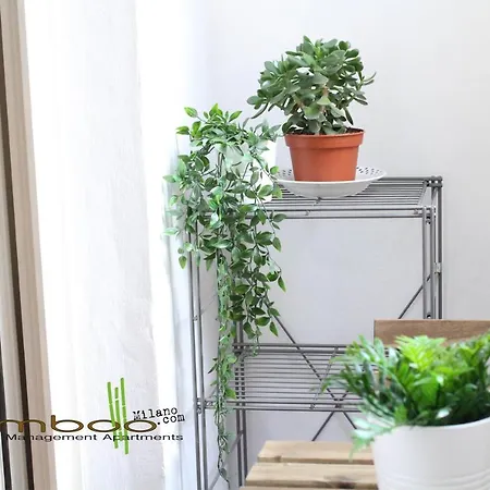 Bamboo Copernico