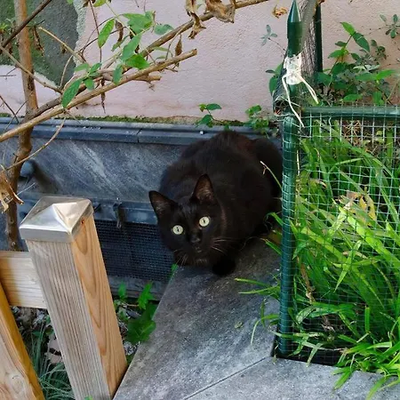 Un Insospettabile Angolo Verde In Citta *