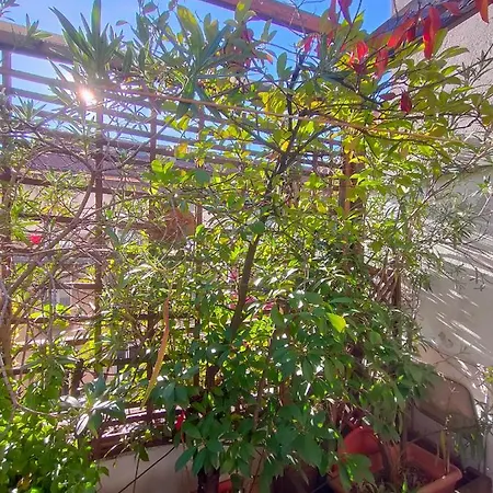 Lovely Gazebo 아파트