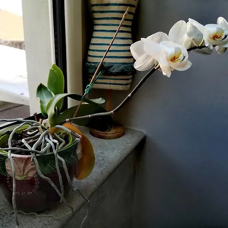 Apartment Centrale-luxury With Garden Terrace *