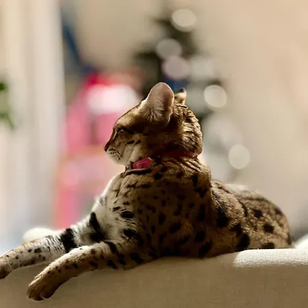 Tricolore Gasthof 3*