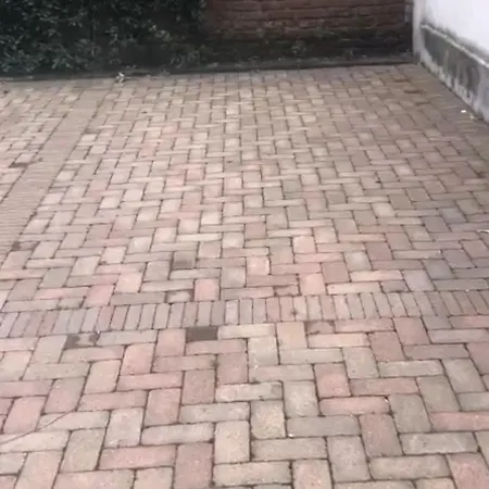 Gatto Bianco Mia Milano