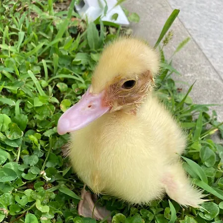 Villino Liber Penzion