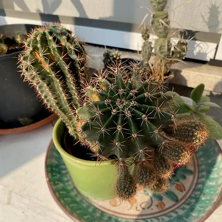 Magie Tortona District-navigli *