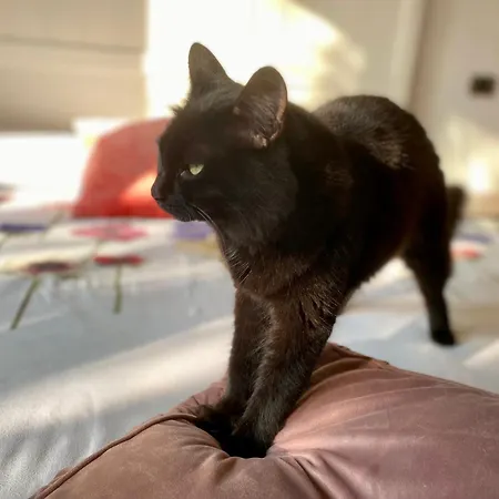 The Luxory Cat Bed & Breakfast