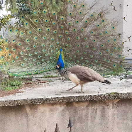 Corte Dei Pavoni 10 Minuti Da Stadio San Siro E Fiera Pet Friendly * Milão