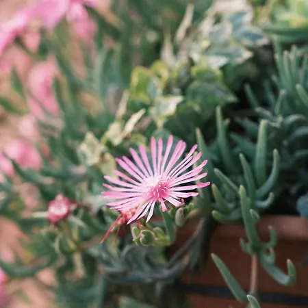 Apartman Comecasa Flowery Terraced Milánó