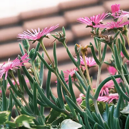 Apartmán Comecasa Flowery Terraced Milán