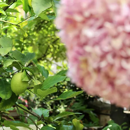 Frate - Your From ميلان