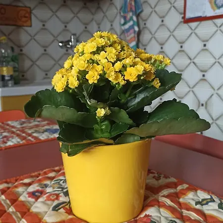 Yellow Submarine דירה מילאנו