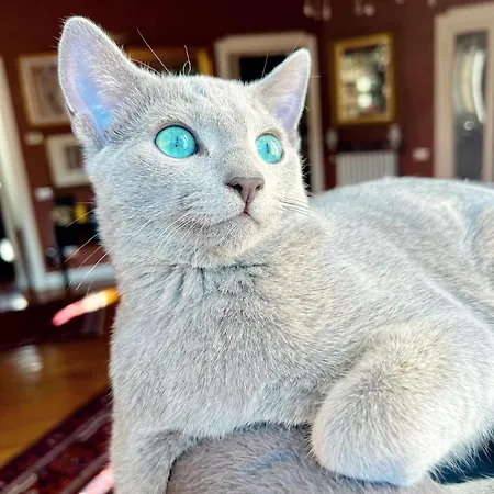 Bed & Breakfast Luxury In Art Nouveau Building Next To Metro Station Milano