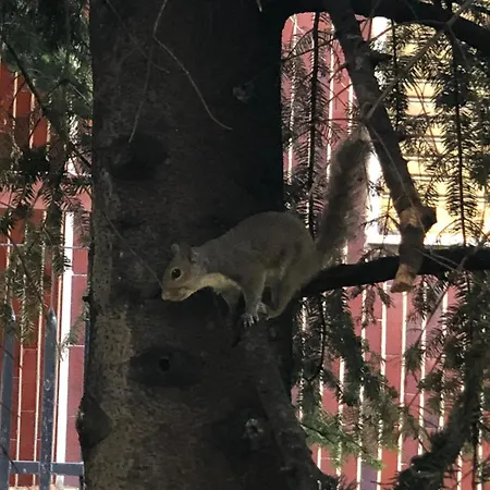 Bwr - Near Mico, Alberti Apartman *