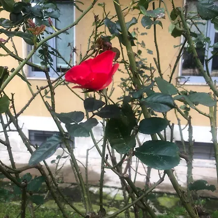 Apartment Missori Rose Garden View *