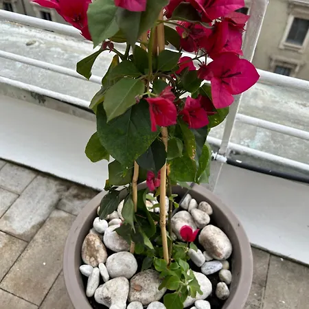 All'arco Exclusive With Terrace Mediolan