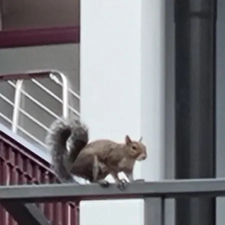 圣西罗住宿加早餐旅馆 * 米兰