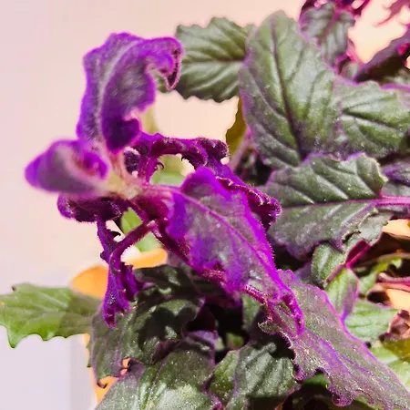 Crocetta 67 - Penthouse Daire