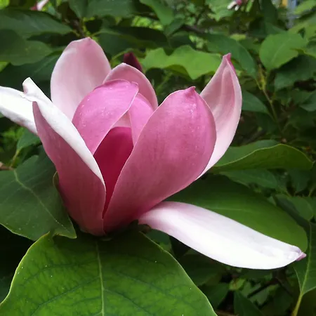 Navigli Downtown Cocco House Milánó