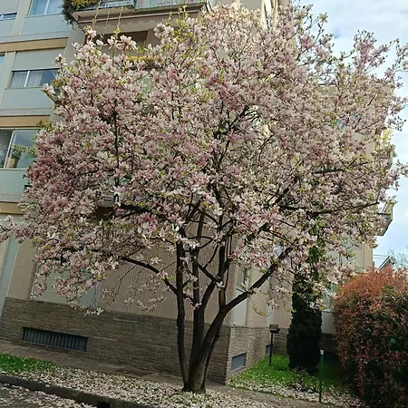 Garden Flat