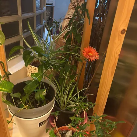 Antonelli * Milánó